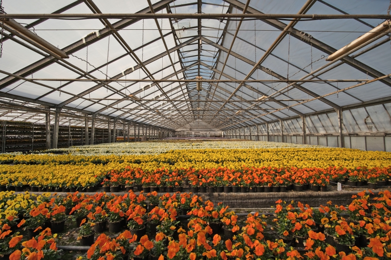 pepiniere-ST LAURENT DU VAR-min_greenhouse-4948726